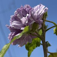 ニオイバンマツリ,ルリマツリ,八重咲きのムクゲ,夏の花,花のある暮らしの画像