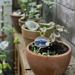 花のある暮らし,緑のある暮らし,平和を願う,いつも笑顔で〜〜♡,GS皆様ありがとうの画像
