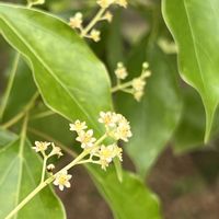 クスノキ,筑波実験植物園,今日のお花,巨木古木の木曜日,木曜は木の花の画像