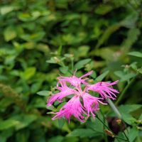 オトコエシ,オトコエシ,マツムシソウ,マツムシソウ,ミヤマトウキの画像