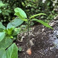 花のある暮らし,緑のある暮らし,平和を願う,いつも笑顔で〜〜♡,GS皆様ありがとうの画像