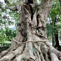 クスノキ,御神木,iPhone撮影,芳香,イオンモールの画像