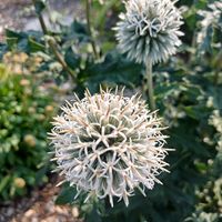 アザミ,Globe Thistle,エキノプス・スフェロケファルス,カナダの画像
