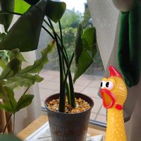 ミソハギ,モンステラ,クサネム,今日のガガ様,こっそりにぃさんチキンの画像