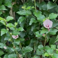花のある暮らし,緑のある暮らし,平和を願う,いつも笑顔で〜〜♡,GS皆様ありがとうの画像