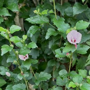 花のある暮らし,緑のある暮らし,平和を願う,いつも笑顔で〜〜♡,GS皆様ありがとうの画像