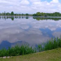 クスノキ,青空の下,今日のお花,花咲く乙女たち♡,チーム茨城の画像
