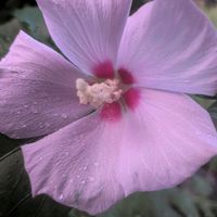ボタンクサギ,ボタンクサギ,ムクゲ,ムクゲ,木槿(ムクゲ)の画像