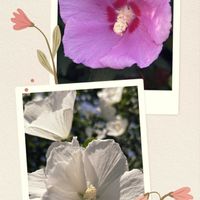 ムクゲ,ムクゲ,庭の花,花のある暮らし,緑のある暮らしの画像
