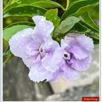 ニオイバンマツリ,可愛らしい,爽やか,ウォーキングの楽しみの画像