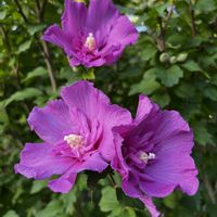 ムクゲ,ムクゲ,夏の花,花のある暮らし,今日のお花の画像
