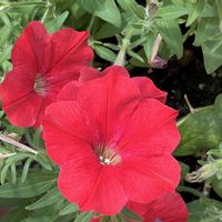 ペチュニア,赤い花,今日も元気で,今日も笑顔で♡,花を通じて愛と平和をの画像