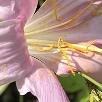ナツズイセン,ピンクの花,今日も元気で,今日も笑顔で♡,ピンクワールドへ ようこその画像