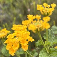 ランタナ,お散歩写真,黄色の花の画像