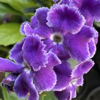 鉢植え,青いお花大好きファンクラブ,庭の画像