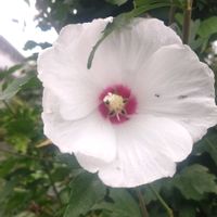 アサガオ,放置栽培,お花のある暮らし,白いムクゲ♡,庭に咲くお花たちの画像
