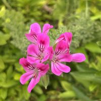 ペラルゴニウム,ピンクの花,iPhone撮影,ホッコリ,わたしの楽しみの画像