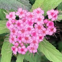シモツケ ,お出かけ先にての画像