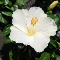 サンパチェンス,サンパチェンス,サンパチェンス,ハイビスカス,ハイビスカスの画像