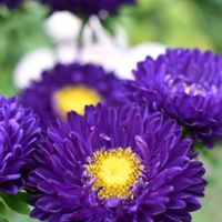アスター,紫の花,花散歩,素敵な出会いに感謝,胸キュンの画像