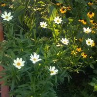 キキョウ,コレオプシス スタークラスター,花のある暮らし,地味好き,我が家のベテランの画像