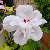 鉢植え,花のある暮らし,緑のある暮らし,可愛いお花,今日のお花の画像