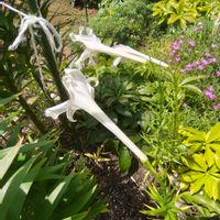 ユリ,ユリ,ガーデニング,ボタニカルライフ,お庭の植物の画像
