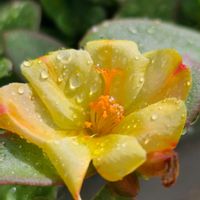 ポーチュラカ,雨粒,金曜キラキラ,雨粒シリーズ☆,mimozaの雨粒シリーズの画像