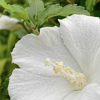 アンゲロニア,エキナセア,ペンタス,ムクゲ,ルドベキアの画像