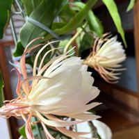 月下美人,食用花,可愛い〜♡,一夜限りの花,花のある暮らしの画像
