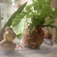 オリヅルラン,エメラルドウェーブ,サンスべリア,苔玉,水苔の画像