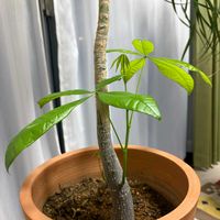 パキラ,観察,観察日記,グリーンのある暮らし,観葉植物のある暮らしの画像
