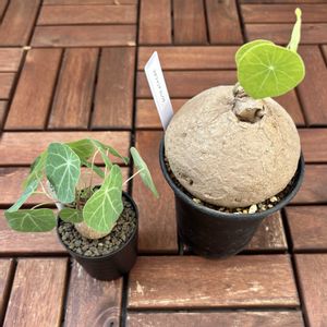 ステファニア・エレクタ,ステファニア セファランサ  ハヤタ,塊根植物,植物イベント,ステファニア属の画像