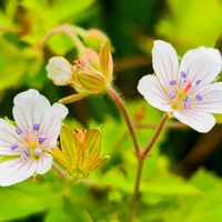 山野草,花のある暮らし,旅行先,緑のある暮らし,やっぱり花が好き♡の画像