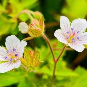 山野草,花のある暮らし,旅行先,緑のある暮らし,やっぱり花が好き♡の画像