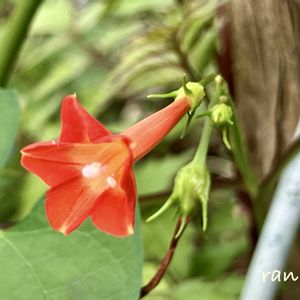 鉢植え,地植え,室内,小さな庭の画像