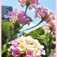 ランタナ,コラージュ仲間達,お出かけ先の画像