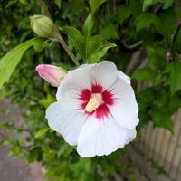 ムクゲ,まだまだ初心者,花のある暮らし,緑のある暮らし,遊歩道の画像