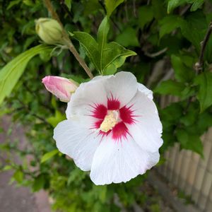 ムクゲ,まだまだ初心者,花のある暮らし,緑のある暮らし,遊歩道の画像