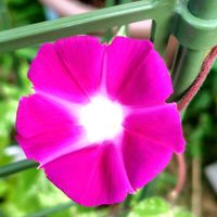 ランタナ,ツバメ朝顔,ツバメ朝顔,花のある暮らし,小さな幸せの画像