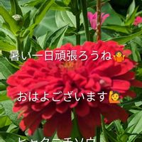 オニユリ,ナス,我が家の庭,相棒と私の画像