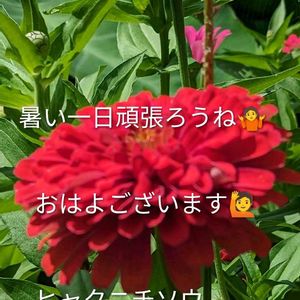 オニユリ,ナス,我が家の庭,相棒と私の画像