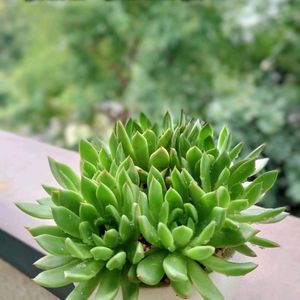 クリスマスイブ,コスタ,多肉植物,育てやすい多肉植物,多肉植物寄せ植えの画像