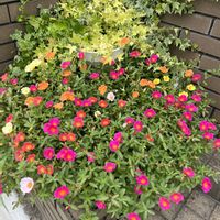 ポーチュラカ,平和を願う☆,いつまでも友達でいよう♡の画像