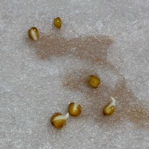 ビオラ,種まき,お花は癒し,タネのタキイ,種まきビオラの画像