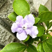 ニオイバンマツリ,開花2日目,アイビーゼラニウムシビルの画像