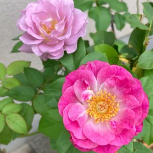 バラ 鉢植え,薔薇♪,夏の終わり,ばら バラ 薔薇,夏のバラの画像