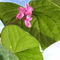 ハナズオウ,マイガーデン,返り咲き,花のある暮らし,緑のある暮らしの画像