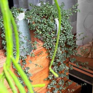 観葉植物,no green no life,癒し空間,多肉女子,鳥取県の画像