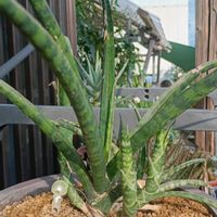サンスベリア,多肉植物,新潟の画像